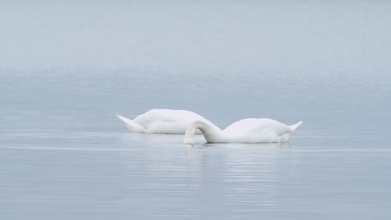 дикий лебедь-шипун ест траву под водой крупным планом в пасмурный день