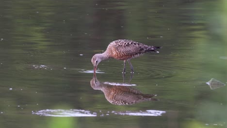 A-Hudsonian-Godwit-feeding-in-the-late-evening-light-in-a-lake