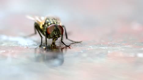 a housefly feeding from leftovers on a kitchen counter