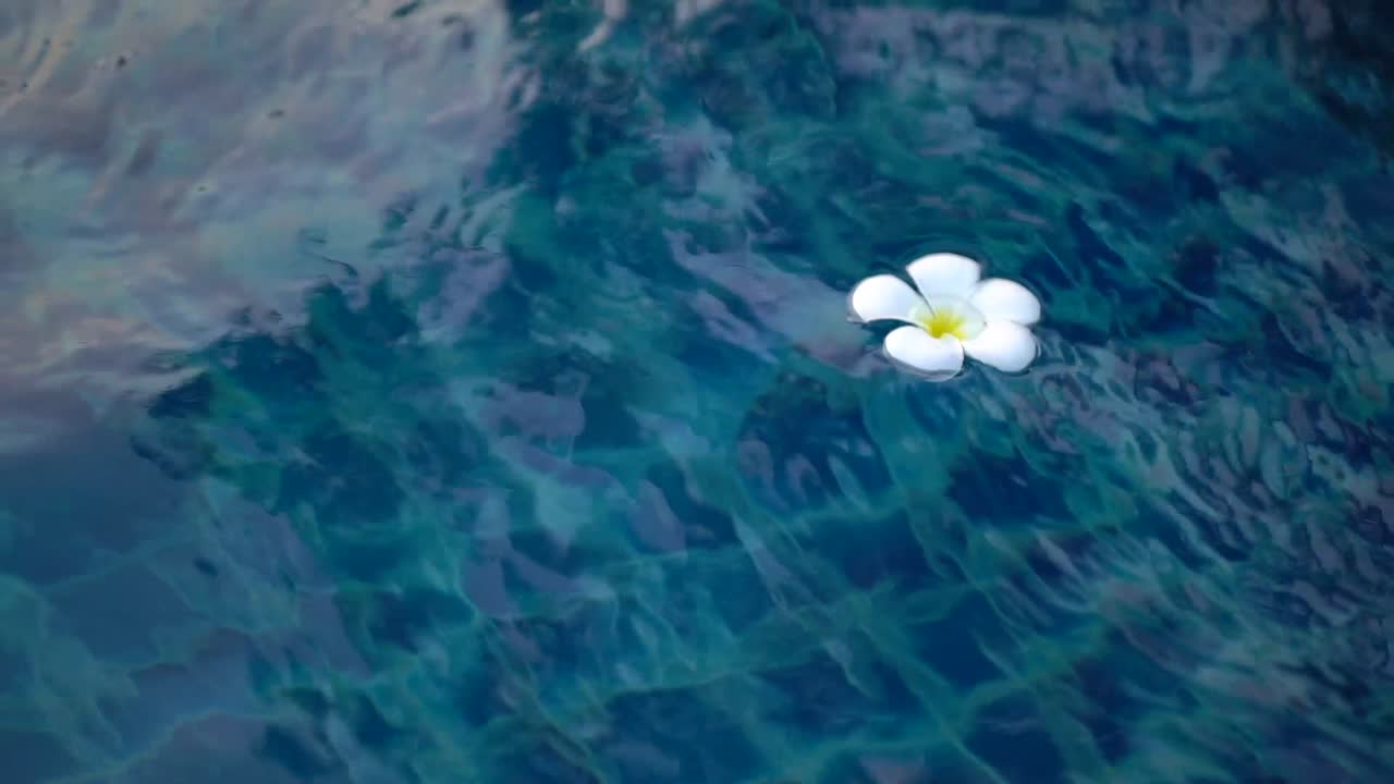 White flower floating in the pool wide