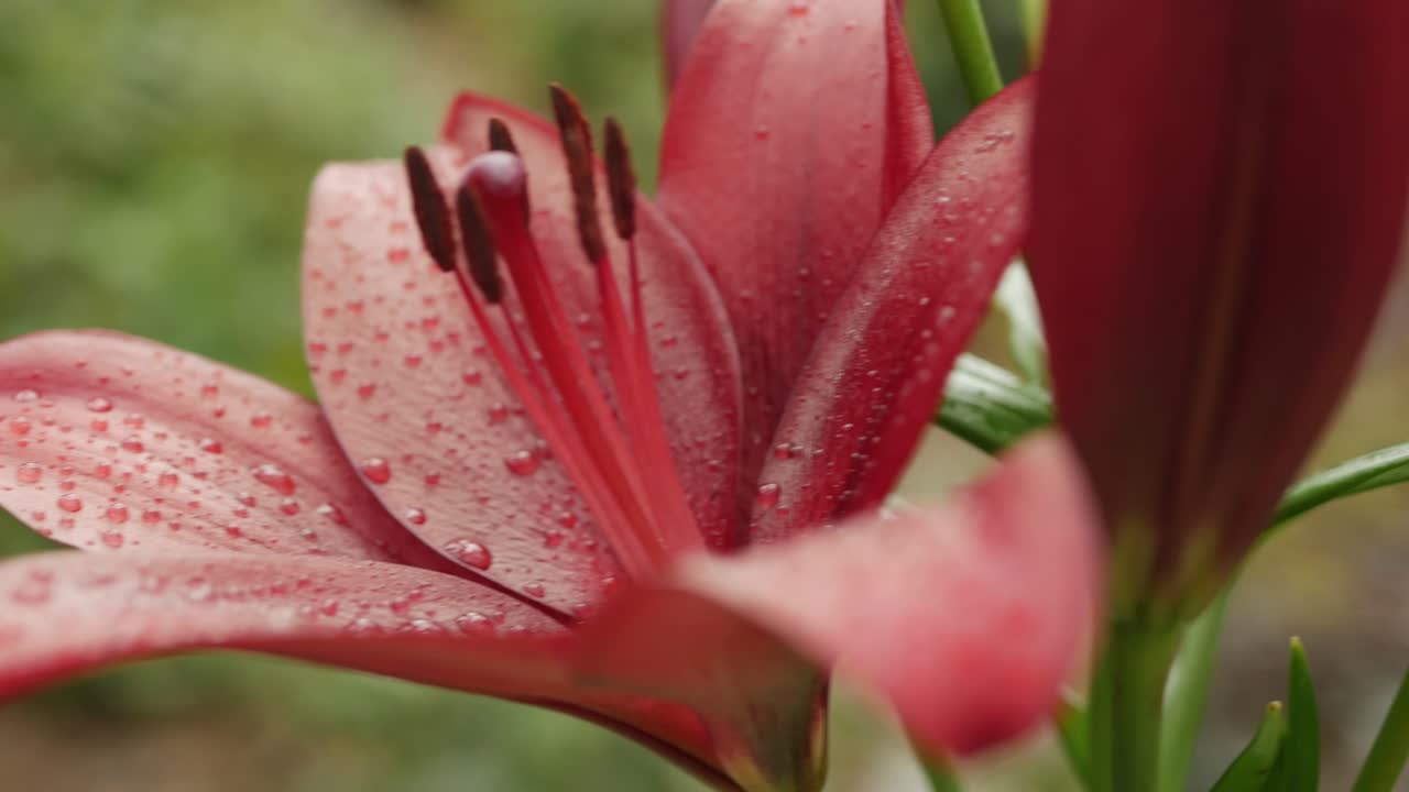flores de lirio rojo con gotas de agua en los pétalos, tiro de carro