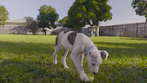 Puppy-Bull-arab-relaxing-on-yard