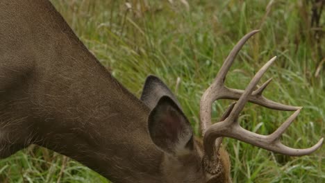 whitetail buck deer closeup details head and antlers slomo