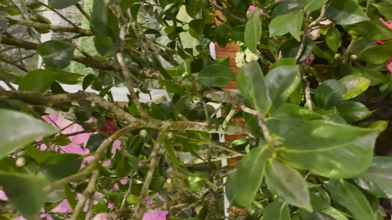 las plantas vivas, los árboles florecen en la temporada, los bulbos coloridos, la naturaleza, las plantas, las flores, la naturaleza.