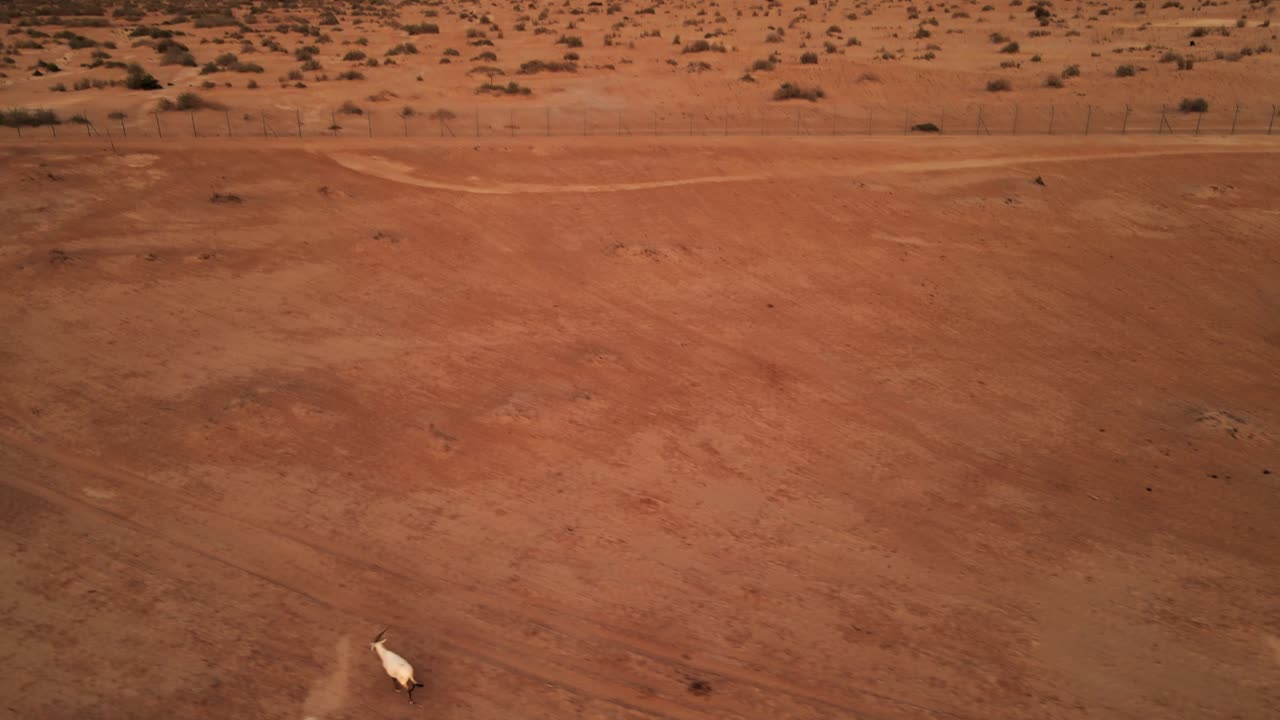 하이바 국립공원의 광활한 풍경을 가로질러 달리는 단일 샤하라 화이트 오릭스를 보여주는 팬 업 공중 드론 샷