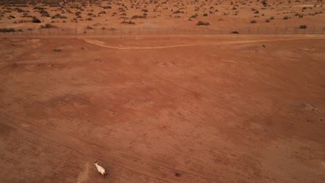 toma aérea de un dron con una panorámica que muestra un solo oryx blanco shahara corriendo por el vasto paisaje del parque nacional de hai bar