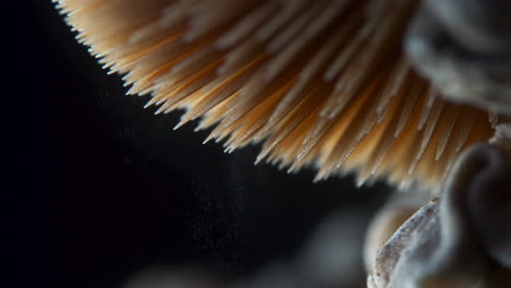 close-up of mushroom gills and spores