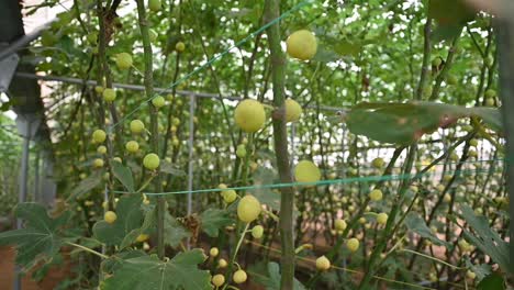 fresh green figs on the fig tree branches inside the greenhouse in the united arab emirates