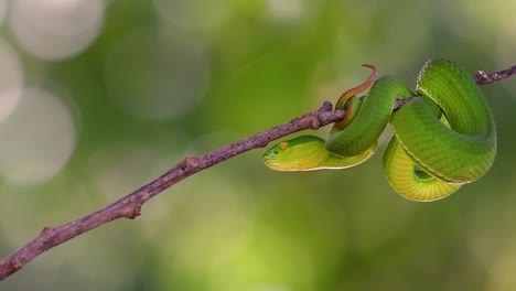 la víbora de labios blancos es una víbora venenosa endémica del sudeste asiático y a menudo se encuentra durante la noche esperando en una rama o rama de un árbol cerca de un cuerpo de agua con muchos alimentos
