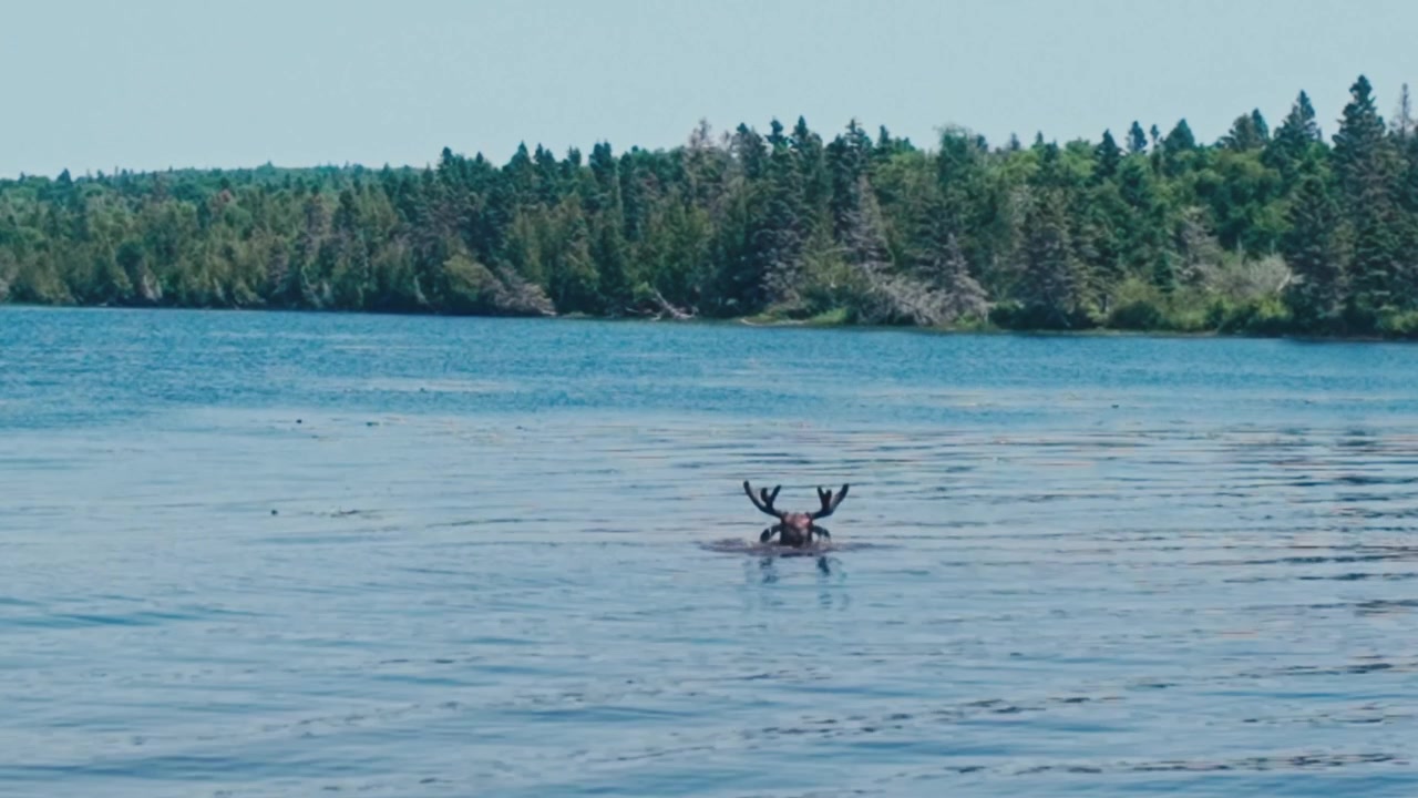 Un alce maschio che emerge dall'acqua e guarda la telecamera da un lago con uno sfondo di alberi verdi