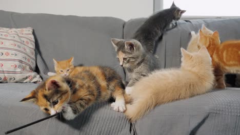 Slow-motion-shot-of-kittens-playing-with-each-other-on-a-sofa