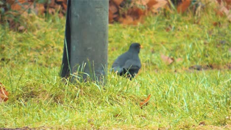 4k, beautiful common blackbird trying to find food on a lawn - handheld shot