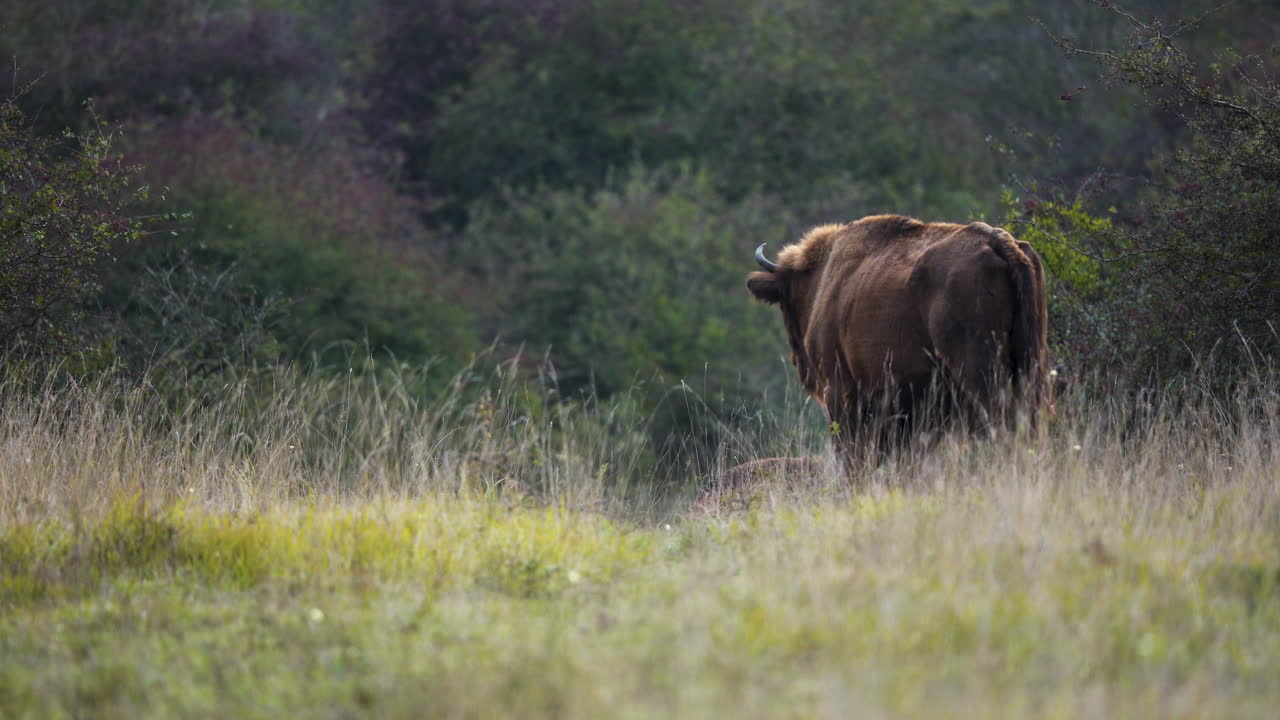 bisonte europeo de pie en un campo de hierba, de vuelta a la cámara, chequia