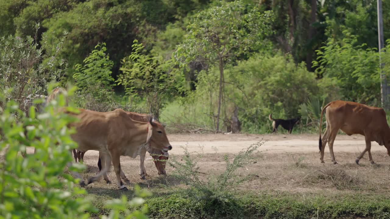 Cattle Grazing in a Rural Green Landscape