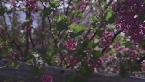 Sunlight-shining-through-pink-flower-blossoms-on-Camano-Island,-Washington-during-Spring