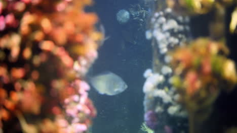 Ruhiger-Blick-Auf-Barsche,-Die-Zwischen-Korallen-Im-Aquarium-Schwimmen