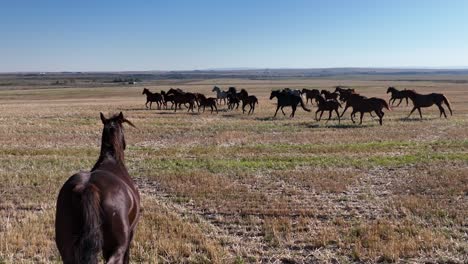 slow motion 4k footage of wild horses running across the prairies