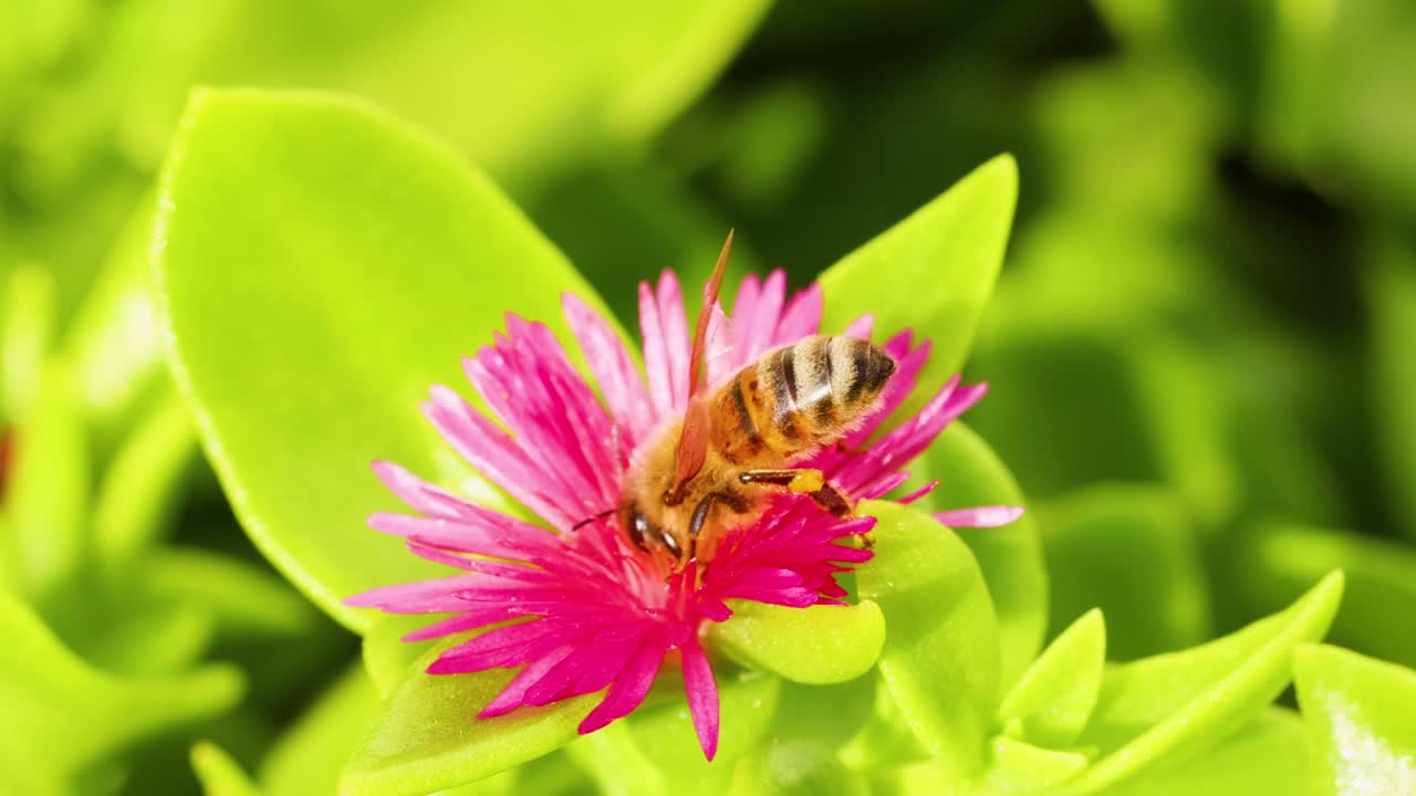 una abeja recogiendo néctar de una flor rosada