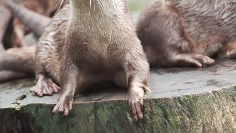 a family of asian small-clawed otters resting on a tree stump after a swim