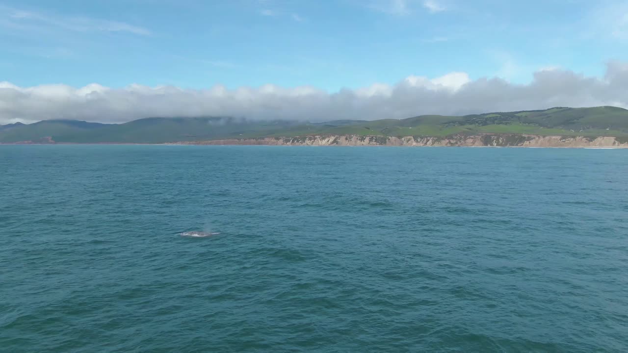 해안선이 보이는 프로필 표면에서 혹등고래가 바람을 불고 있습니다.
