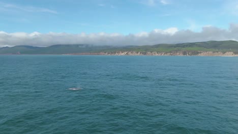 해안선이 보이는 프로필 표면에서 혹등고래가 바람을 불고 있습니다.