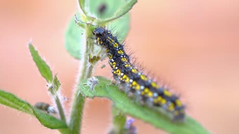 Die-Raupe-Des-Scharlachroten-Tigers-Frisst-Die-Grüne-Alkanet-Pflanze,-Während-Sie-Auf-Einem-Blatt-Sitzt