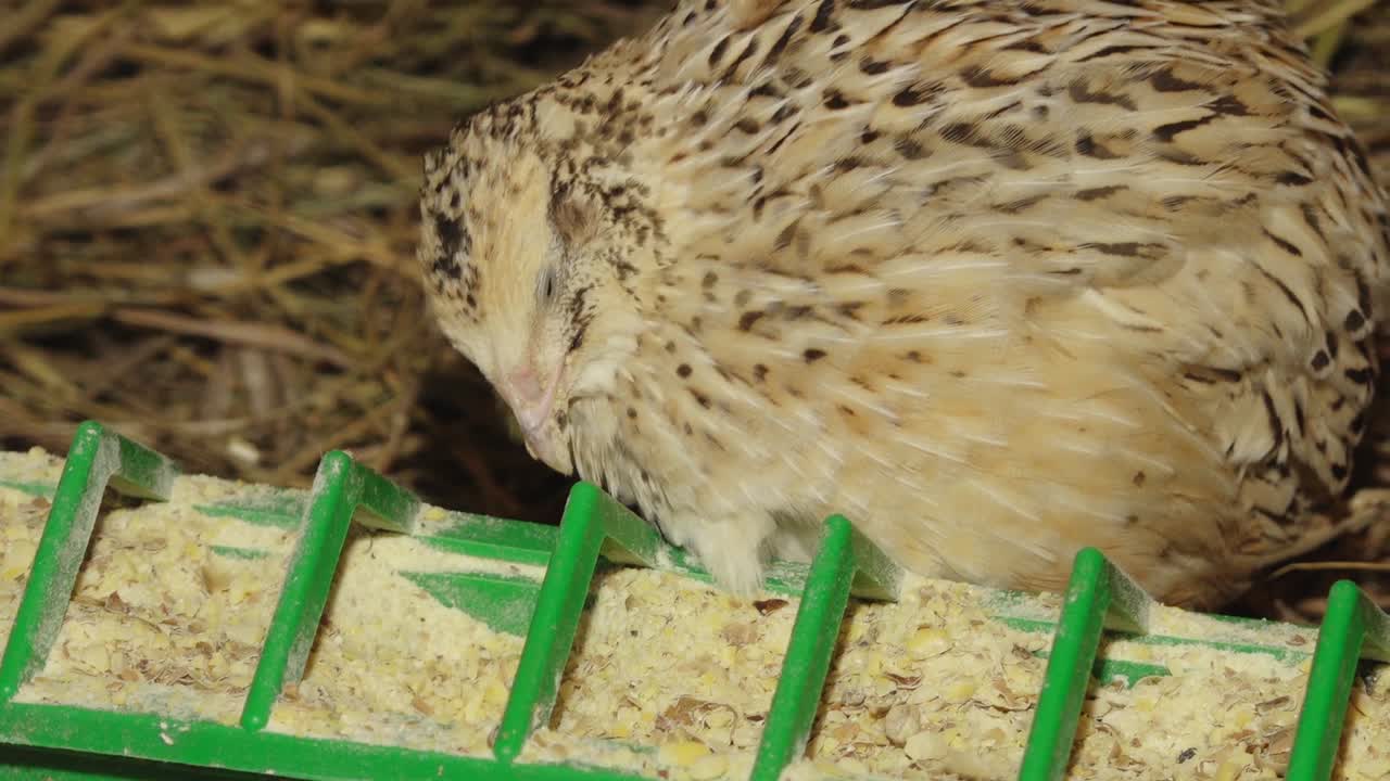 A close-up of a Japanese quail nestled among green foliage. Its beige and brown feathers provide natural camouflage. The quail's eye is sharply focused, showcasing its gentle expression.