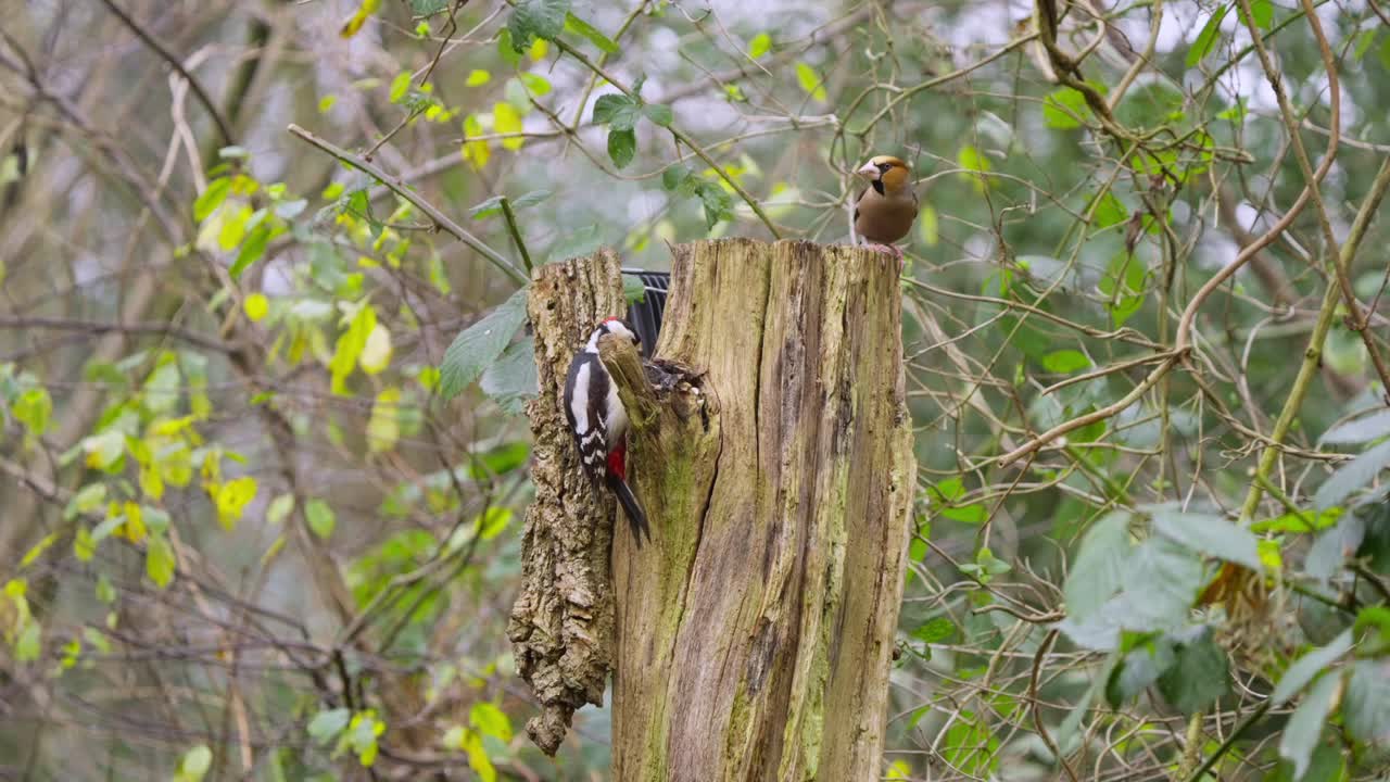 Great spotted woodpecker moves upward on tree bark, slow motion under filtered forest light