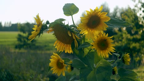 sunflower close up in gentle wind breeze autumn golden hour