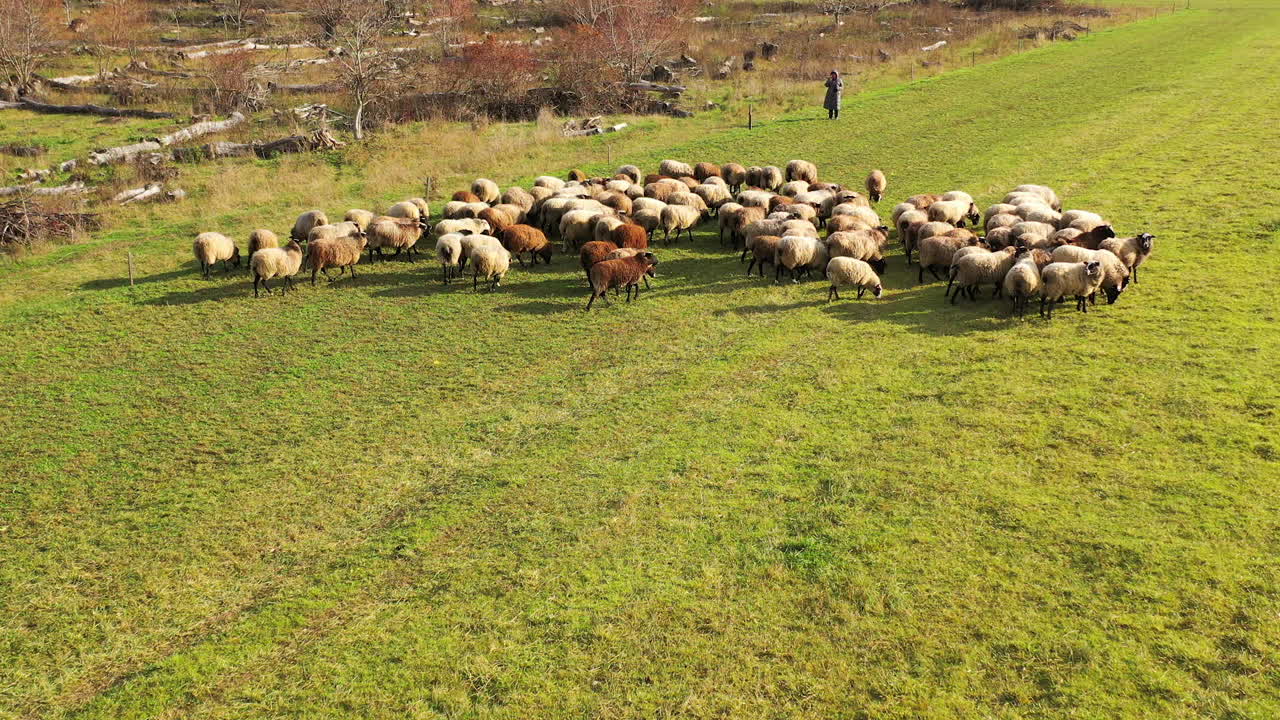 Herd of sheep in a meadow. Group of fluffy sheep grazing on a field. Domestic animals on pasture in sunny day. Livestock agriculture.