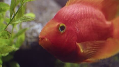 close up of blood parrot cichlid with bright orange scales and fins in an aquarium