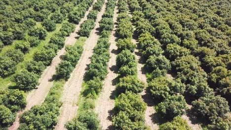 Drone-View-Flying-over-Orchard-Trees,-Transition-to-Top-Down-View