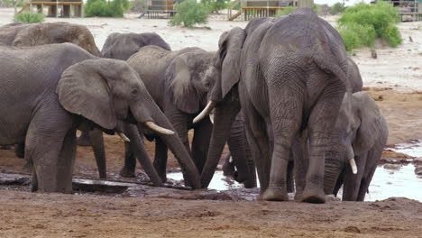 herd of wild elephants at waterhole by safari lodge elephant sands in botswana - medium shot