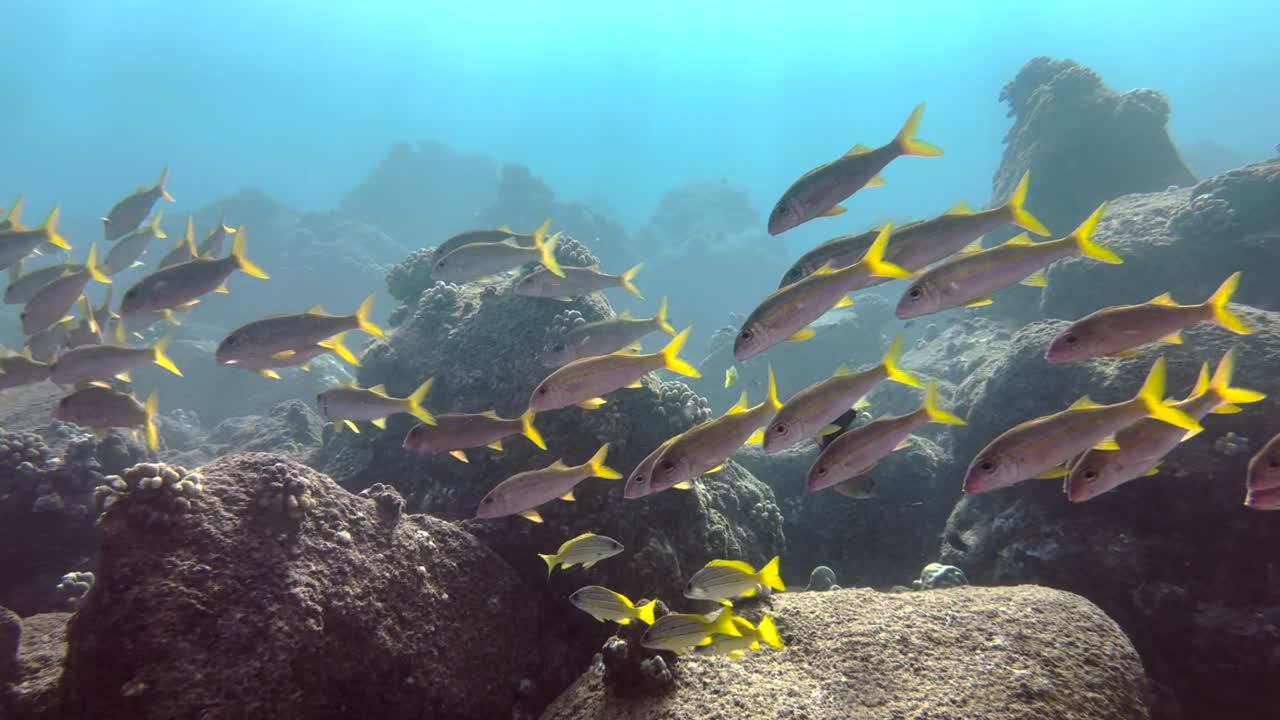 Imagens subaquáticas de peixes-bode-amarelos nadando em um recife tropical rochoso havaiano no oceano azul-claro.