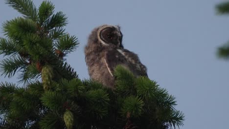 baby long eared owl or asio otus asking for food perched on the top of a pine tree branch