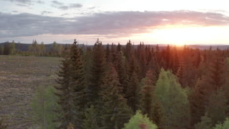 el drone al atardecer sobre el bosque de pinos da paso a tierras deforestadas, secuelas de la tala