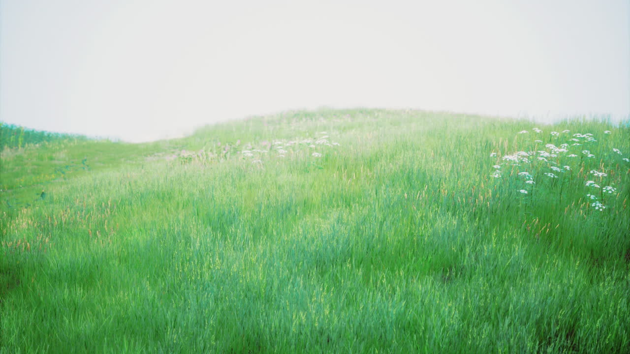 Vibrant green grass field with scattered wildflowers under soft sunlight