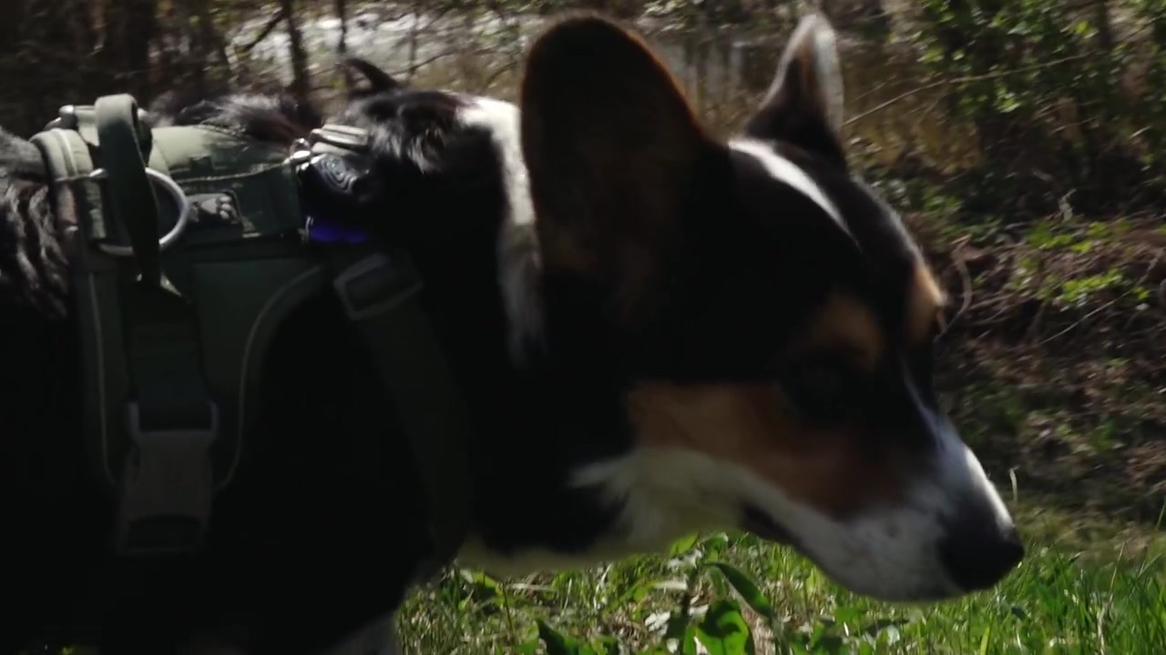Cão passeando no parque. Um cão de estimação na coleira. Um corgi passeava pela grama