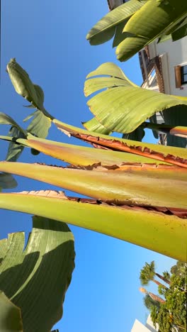 close-up view of banana plant leaves and trunks