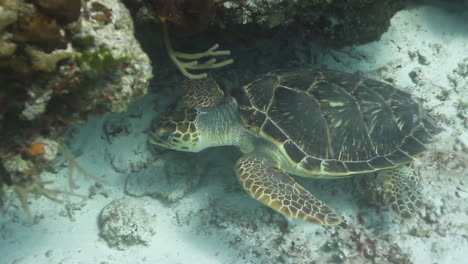 tortuga cabeza de león bajo el agua