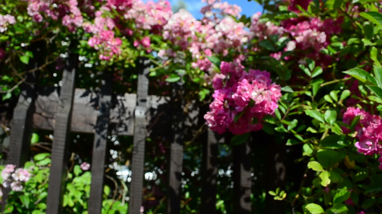 Beautiful design of a fence. Flowers and fence, shooting of the house