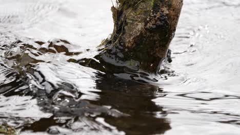 Nahaufnahme-Eines-Halb-Untergetauchten-Baumes,-Umgeben-Von-Plätscherndem-Wasser-In-Einem-See