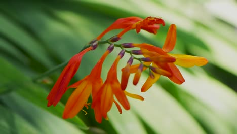 cerca de flor con hojas verdes en segundo plano.