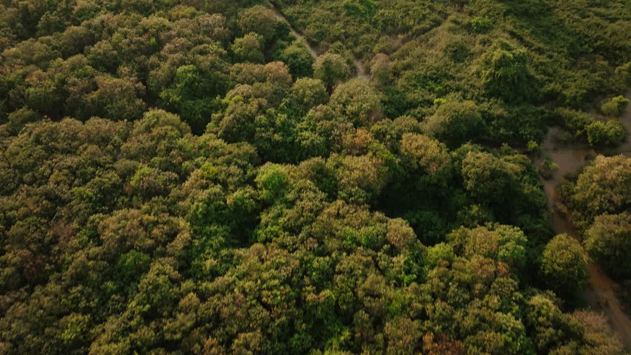 Aerial view of mangrove forest paths near Tonle Sap Lake close to Siem Reap Cambodia