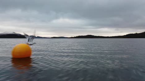 Gaviota-En-Loch-Lomond