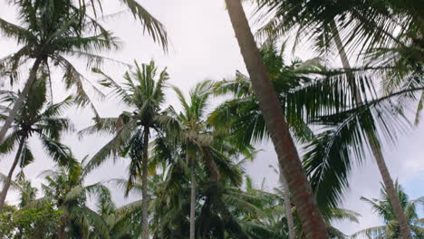 palm trees on tropical island beautiful holiday travel destination intro concept