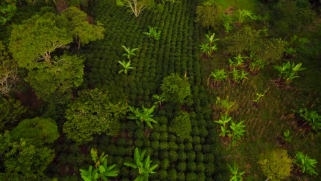 Coffee-and-banana-tropical-farm-in-Colombia-at-sunset