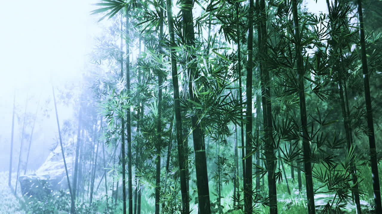 Bamboo forest shrouded in mist with ethereal light streaming through leaves