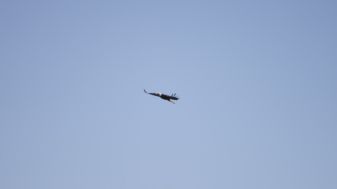 un águila volando en la columbia británica canadá sobre el océano en busca de peces