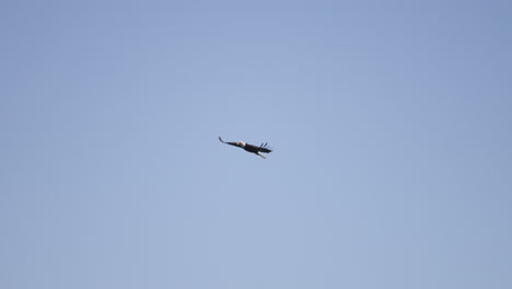 An-Eagle-flying-in-British-Columbia-Canada-over-the-ocean-looking-for-fish